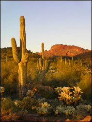 Scottsdale Arizona